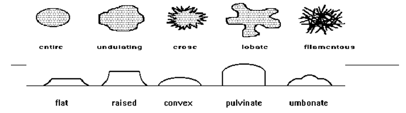 IDENTIFICATION AND ISOLATION OF MICROORGANISMS
