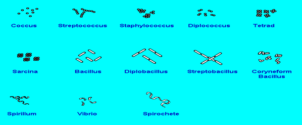 IDENTIFICATION AND ISOLATION OF MICROORGANISMS