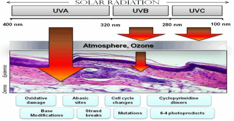 Sunscreens – PharmaGuideHub